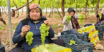 Silifke’den Rusya ve Avrupa’ya lezzet köprüsü: 6 dönümden 17 ton rekolte! Üreticide 300, tezgahta 600 TL…