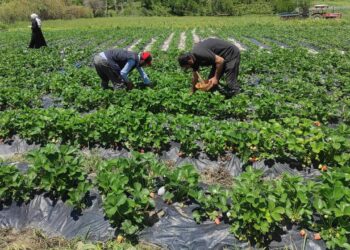Kestel’de hasat başladı: Tarlada 125 Lira olması bekleniyor…