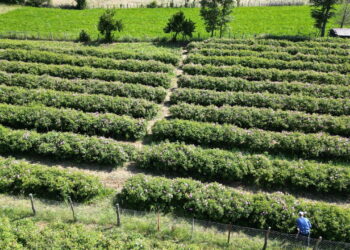 Güneş çıkmadan tarlaya girmek zorundalar: Dünya kozmetik devlerinin gözü kulağı bu hasatta