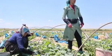 Eskiden adına festivaller düzenleniyordu! Hasadı başladı, rekolte düşük: Tarlada 10, tezgahta 30 lira