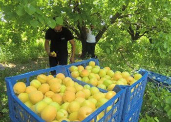 Mut’un ‘sarı altını’ dallardan indi: Rusya, Hindistan ve Avrupa ülkelerine gönderiliyor…