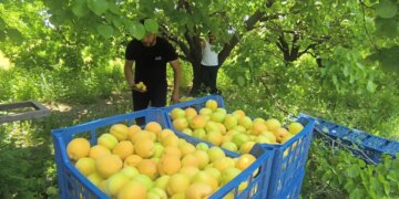 Mut’un ‘sarı altını’ dallardan indi: Rusya, Hindistan ve Avrupa ülkelerine gönderiliyor…