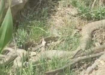 Hakkari’de doğaseverlerin karşısına çıktı: Boyu 2 metreyi aşan dev engerek yılanı heyecan yarattı!