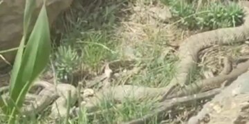 Hakkari’de doğaseverlerin karşısına çıktı: Boyu 2 metreyi aşan dev engerek yılanı heyecan yarattı!