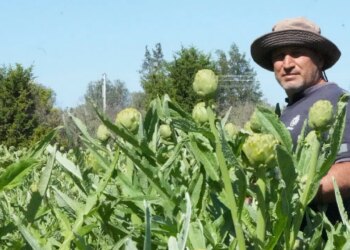 8 bin dekarlık ‘şifa ordusu’ Tarlada 30, pazarda 50 lira!
