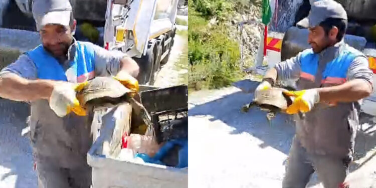 Canlı Canlı Çöp Konteynerine Atılan Kaplumbağa Son Anda Kurtarıldı