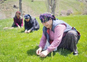 Jiletle Tek Tek Toplanıyor, Altın Değerinde Satılıyor: Sivas'ta Hasat Başladı