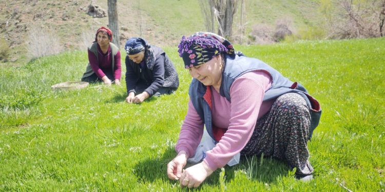 Jiletle Tek Tek Toplanıyor, Altın Değerinde Satılıyor: Sivas'ta Hasat Başladı