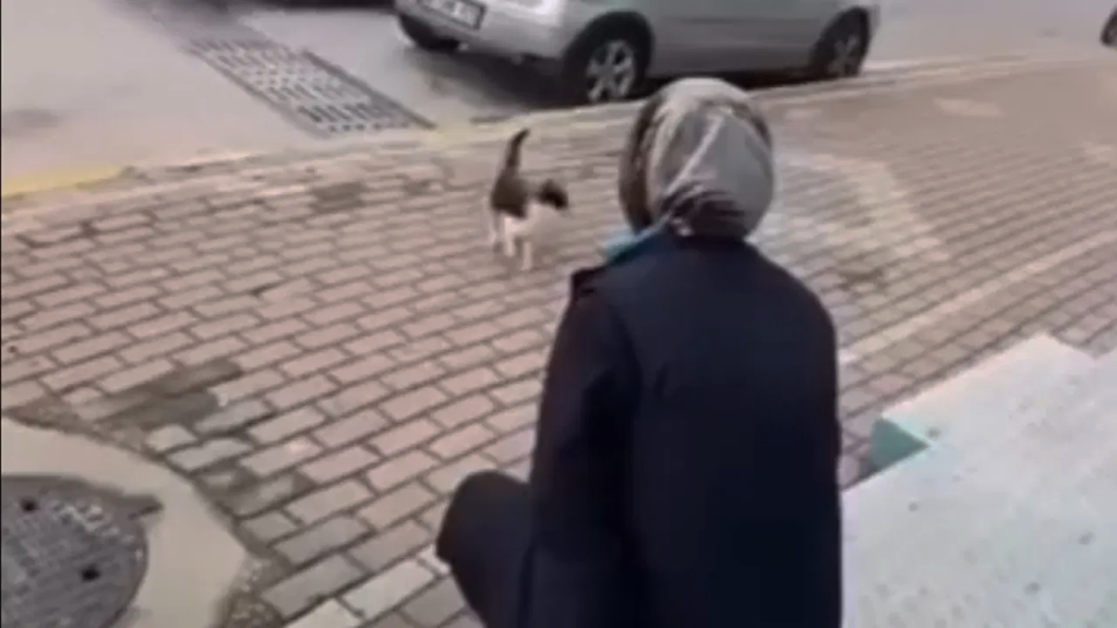 Kediye Vahşet Kamerada! 'Gel Annem Gel' Diye Çağırdı, Yüzüne Kimyasal Sıktı