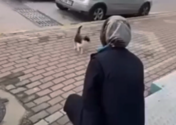 Kediye Vahşet Kamerada! 'Gel Annem Gel' Diye Çağırdı, Yüzüne Kimyasal Sıktı