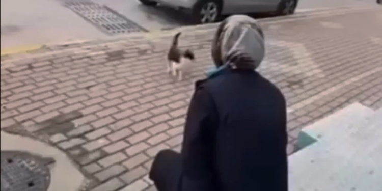 Kediye Vahşet Kamerada! 'Gel Annem Gel' Diye Çağırdı, Yüzüne Kimyasal Sıktı