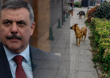 Sokak Hayvanları İçin Kritik Eşik: Bakan Çiftçi Tarih Verdi, Belediyeleri Uyardı