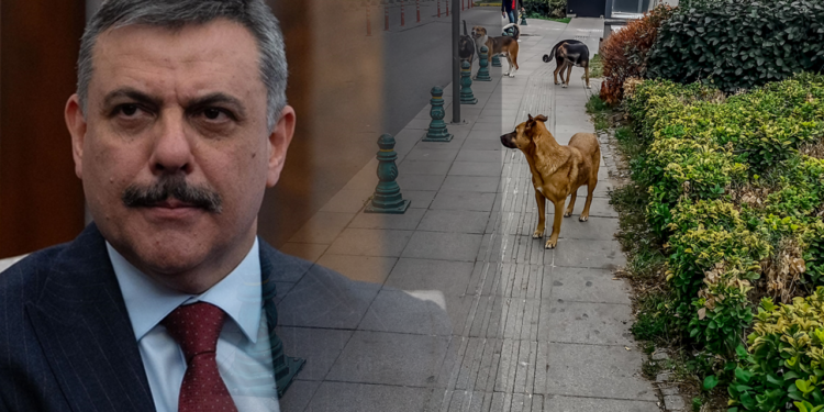 Sokak Hayvanları İçin Kritik Eşik: Bakan Çiftçi Tarih Verdi, Belediyeleri Uyardı