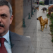Sokak Hayvanları İçin Kritik Eşik: Bakan Çiftçi Tarih Verdi, Belediyeleri Uyardı