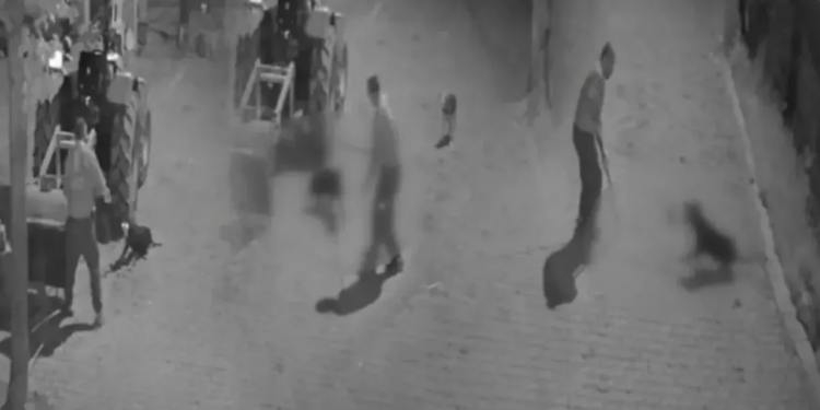 Tasmalı Köpeği Demir Çubukla Öldüren Zanlı Tutuklandı