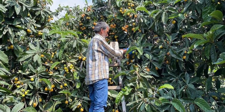 Hasadı 1 ay sürecek: İç pazara 100 TL, dış pazara 4 dolar…