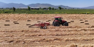 Aydın’da balya mesaisi başladı: Geçen yıl 150 liraydı, bu yıl 300 lira
