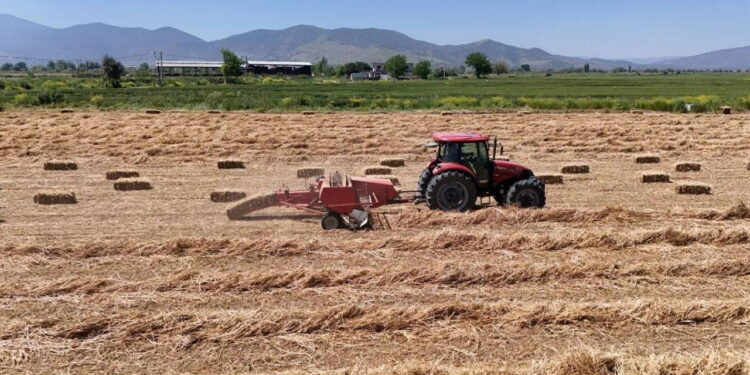 Aydın’da balya mesaisi başladı: Geçen yıl 150 liraydı, bu yıl 300 lira