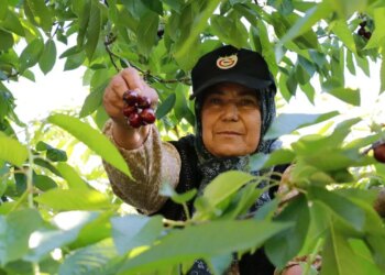 Tokat’ta erkenci hasat iptal oldu: Mahsul dalında hasar gördü