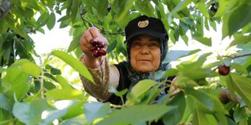Tokat’ta erkenci hasat iptal oldu: Mahsul dalında hasar gördü