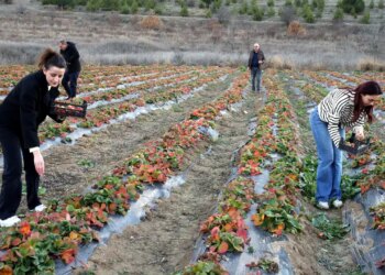 Lezzeti dağ melteminde saklı: Tarlada 80 TL