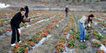 Lezzeti dağ melteminde saklı: Tarlada 80 TL