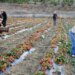 Lezzeti dağ melteminde saklı: Tarlada 80 TL
