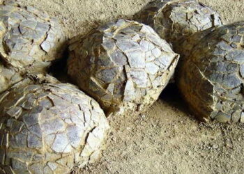 Jurassic Park gerçek mi oluyor? Fransa’da 70 milyon yıllık dev keşif