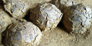 Jurassic Park gerçek mi oluyor? Fransa’da 70 milyon yıllık dev keşif