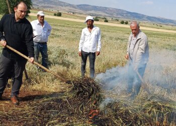 Araban Ovası’nda dumanlı hasat: Yılda sadece 1 hafta üretilebiliyor…