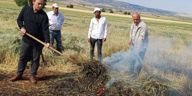Araban Ovası’nda dumanlı hasat: Yılda sadece 1 hafta üretilebiliyor…