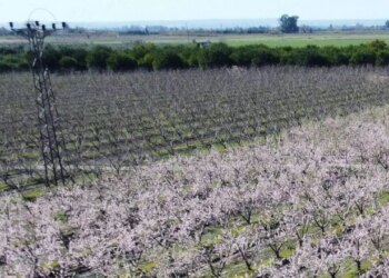 Adana bahçelerinden sınır ötesine: Erkenci hasat başladı! Kilosu  10 TL…