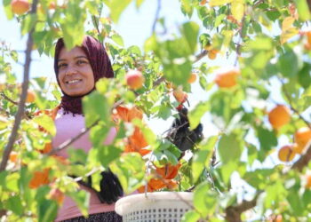Adana’da erkenci hasat başladı: Binbir emekle ekiliyor, bahçede kilogramı 60-80 TL