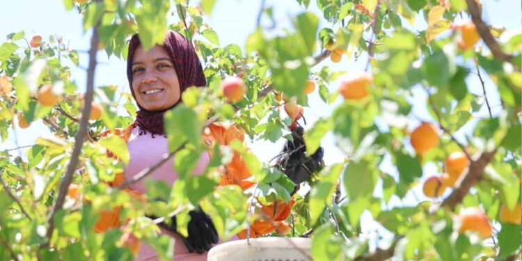 Adana’da erkenci hasat başladı: Binbir emekle ekiliyor, bahçede kilogramı 60-80 TL