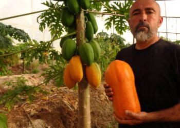 Düşük şeker, yüksek lezzet:  Turşusu da yapılıyor dondurması da…
