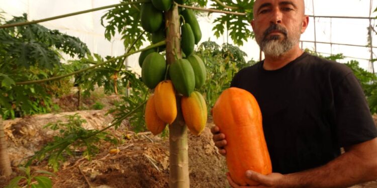 Düşük şeker, yüksek lezzet: Turşusu da yapılıyor dondurması da…