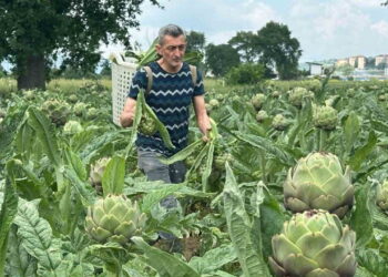 Bursa’nın tescilli lezzetinde hasat zamanı: Tanesi 50 TL