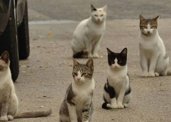 İzmir’de 33 kedi ölü bulunmuştu: Veteriner hekim tutuklandı