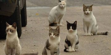 İzmir’de 33 kedi ölü bulunmuştu: Veteriner hekim tutuklandı