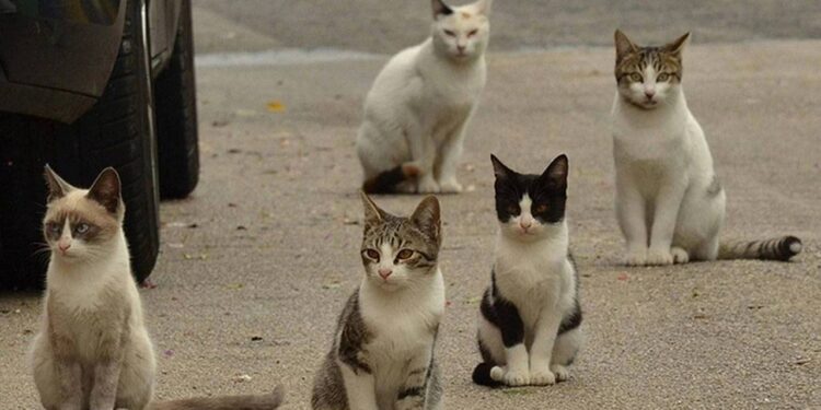 İzmir’de 33 kedi ölü bulunmuştu: Veteriner hekim tutuklandı