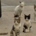 İzmir’de 33 kedi ölü bulunmuştu: Veteriner hekim tutuklandı