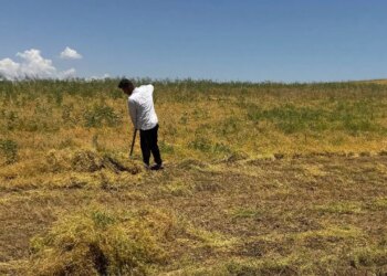 Garzan Ovası’nda hasat başladı: Toprak suya doydu, rekolte patladı