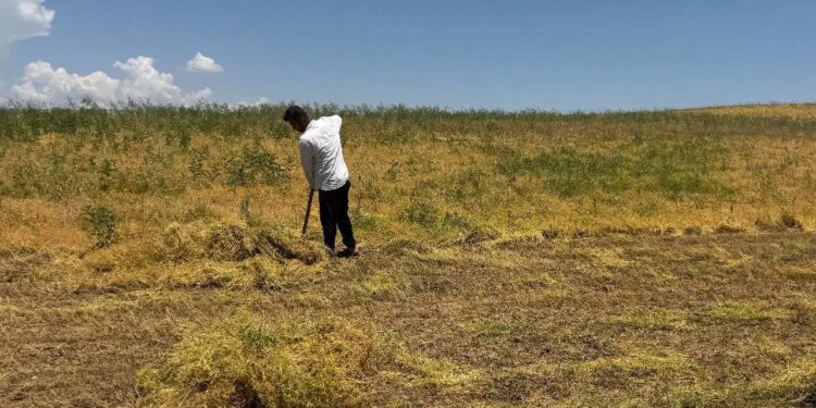 Garzan Ovası’nda hasat başladı: Toprak suya doydu, rekolte patladı