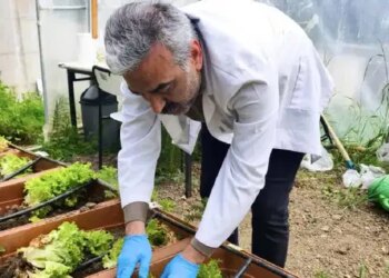 Karadeniz kıyılarından toplanan yosunlar Sinop’ta gübreye dönüştü: İlk hasat yapıldı