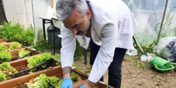 Karadeniz kıyılarından toplanan yosunlar Sinop’ta gübreye dönüştü: İlk hasat yapıldı