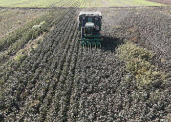 Amik Ovası’nda hasat başladı: Dönüm başı 400 kilo verim bekleniyor