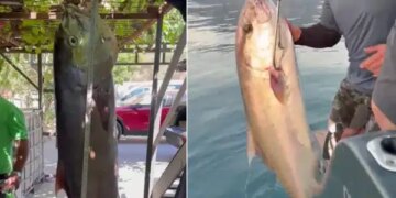 Antalya’da 56 kiloluk kuzu balığı şaşkınlığa neden oldu