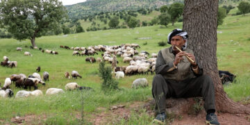 Binarê Qendîl’in kadim köyü: Elîreş