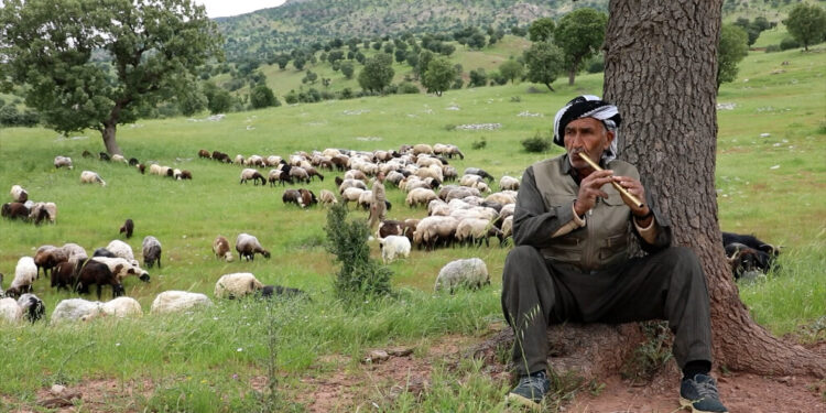 Binarê Qendîl’in kadim köyü: Elîreş