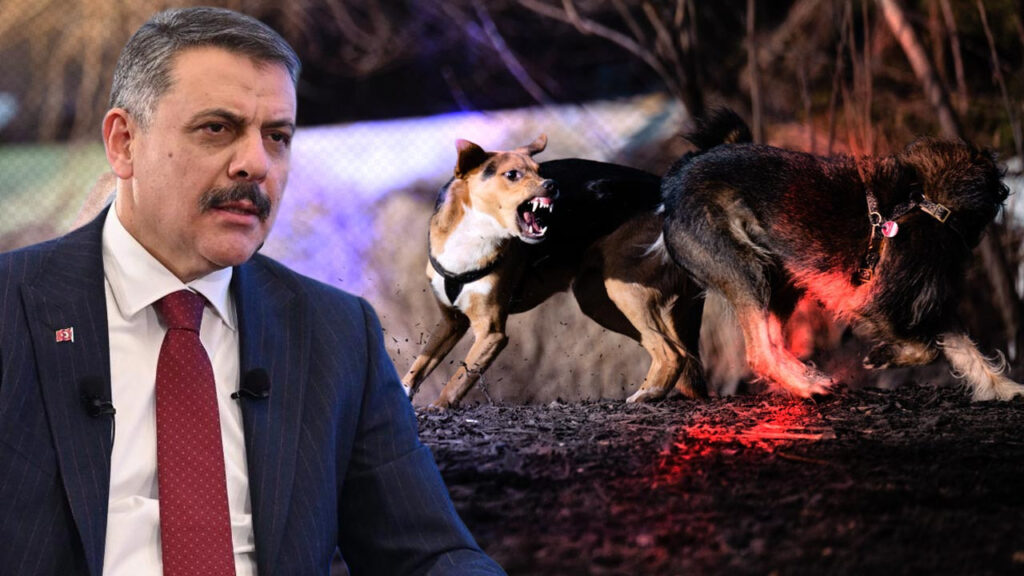 3 Belediye Başkanı Hakkında 'Sokak Köpeği' Soruşturması